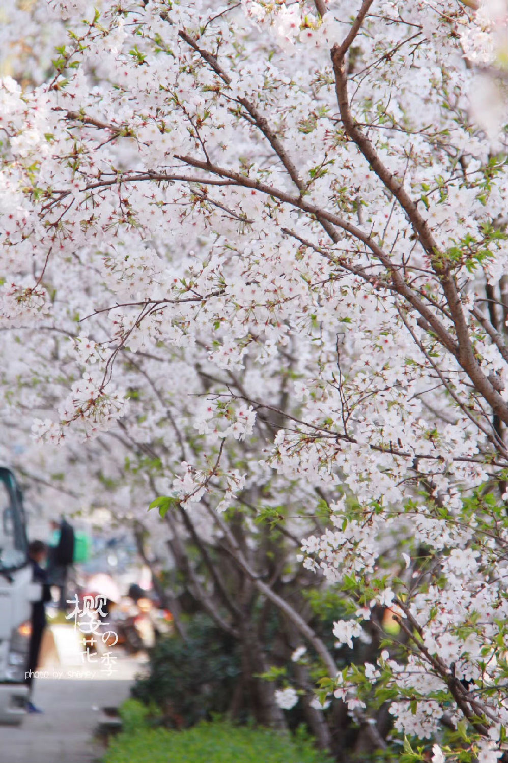 春暖花开日 日新环境复工进行中